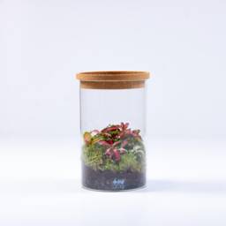 Tropical Fittonia Terrarium - Ready-Made Closed Ecosystem - No Assembly Plant Decor & Low Maintenance Gift For Home Or Office