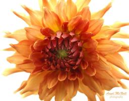 Orange Dahlia Print, Flower Canvas Wall Art, Large Flower Photo, Floral Boho & White - thumbnail 1