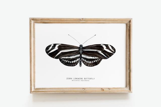 Zebra Longwing Butterfly Print - Heliconius Charithonia Dining Room Wall Art Home D??cor Minimalist Nature Gift Montessori Nursery Prints - image 1