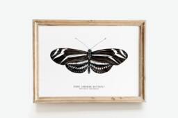 Zebra Longwing Butterfly Print - Heliconius Charithonia Dining Room Wall Art Home D??cor Minimalist Nature Gift Montessori Nursery Prints - thumbnail 1