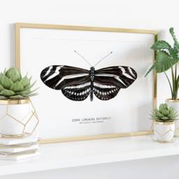 Zebra Longwing Butterfly Print - Heliconius Charithonia Dining Room Wall Art Home D??cor Minimalist Nature Gift Montessori Nursery Prints - thumbnail 3