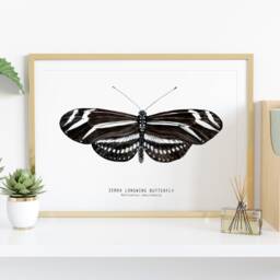 Zebra Longwing Butterfly Print - Heliconius Charithonia Dining Room Wall Art Home D??cor Minimalist Nature Gift Montessori Nursery Prints - thumbnail 2