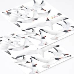 Seagull Wall Decals, Black-Headed Gulls, Plastic-Free Stickers - thumbnail 3