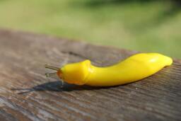 Banana Slug Glass Sculpture - Ariolimax Californicus Glass Slug Lampwork Glass Animals Handcrafted Snail