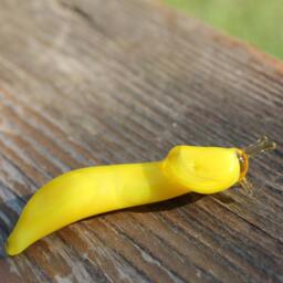 Banana Slug Glass Sculpture - Ariolimax Californicus Glass Slug Lampwork Glass Animals Handcrafted Snail - thumbnail 2