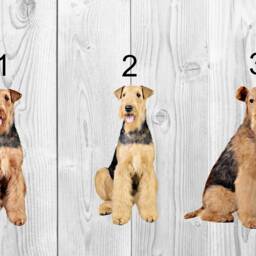 Airedale Terrier Dog Christmas Ornament - Personalised Festive Bauble With Santa Hat & Name - thumbnail 2