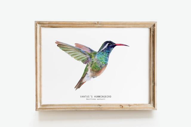 Xantus's Hummingbird Watercolor Fine Art Print - Bird Lover Poster Nature Wall Xantu Hummingbirds Home D??cor Basilinna Xantusii - image 1