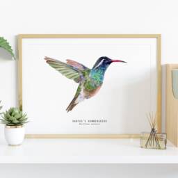 Xantus's Hummingbird Watercolor Fine Art Print - Bird Lover Poster Nature Wall Xantu Hummingbirds Home D??cor Basilinna Xantusii - thumbnail 2