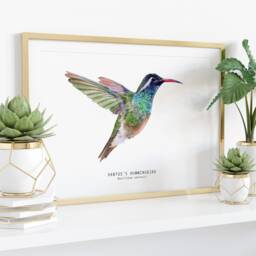 Xantus's Hummingbird Watercolor Fine Art Print - Bird Lover Poster Nature Wall Xantu Hummingbirds Home D??cor Basilinna Xantusii - thumbnail 3