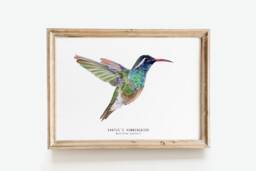 Xantus's Hummingbird Watercolor Fine Art Print - Bird Lover Poster Nature Wall Xantu Hummingbirds Home D??cor Basilinna Xantusii - thumbnail 1