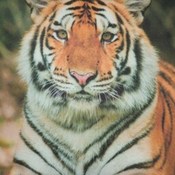 "Pillowcase Photo Print/Print, ""Tiger" - thumbnail 3