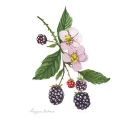 Blackberry Watercolor Art Print, Summer Kitchen Wall Decor - thumbnail 2