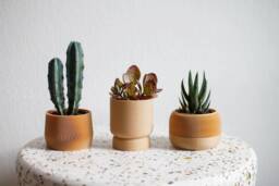 Mini Planter Set 3D Printed Bioplastic Indoor Plant Pots Mayla, Jadzia, Elif - thumbnail 1