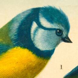 Gift For Birdlover, Natural History, Wall Hanging, Pull Down Chart, Garden, Songbird, Antique Image, Vintage Art, 1860S - thumbnail 2