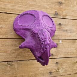 Protoceratops Head - Dinosaur Wall Art 3D Printed - thumbnail 3