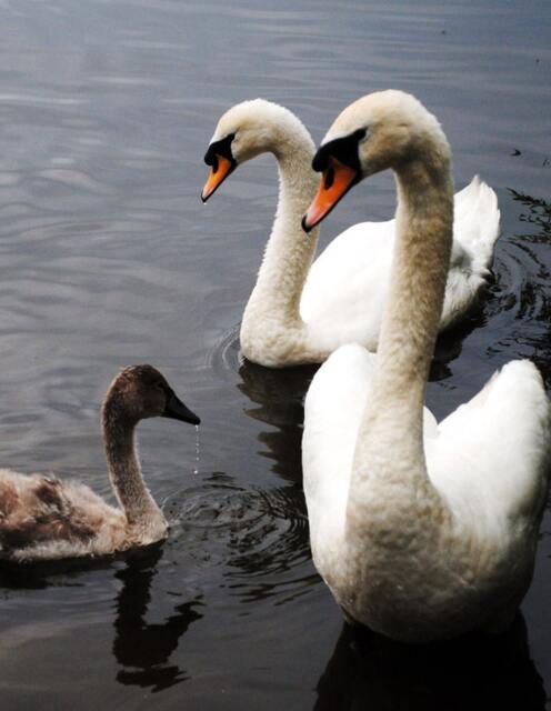 Swan Family, Fine Art Photography Print, Two Swans & A Grey Cygnet, Photography, Unique Home Decor, On Lake, Photo Prints - image 1