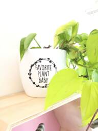 Favorite Plant Baby Decal, Diy Planter Sticker