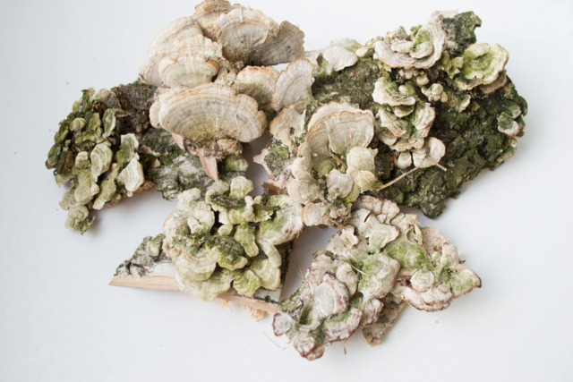 Dry Mushrooms, Wall Decor, Snags, Moss, Terrarium, Antique Frame, Rustic Natural Decoration - image 1