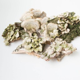Dry Mushrooms, Wall Decor, Snags, Moss, Terrarium, Antique Frame, Rustic Natural Decoration - thumbnail 2