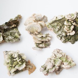 Dry Mushrooms, Wall Decor, Snags, Moss, Terrarium, Antique Frame, Rustic Natural Decoration - thumbnail 3