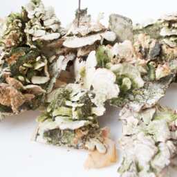 Dry Mushrooms, Wall Decor, Snags, Moss, Terrarium, Antique Frame, Rustic Natural Decoration - thumbnail 4
