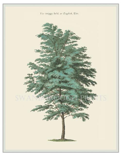 The English Elm Tree Or Twiggy Field Decorative Fine Art Print - image 1