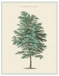 The English Elm Tree Or Twiggy Field Decorative Fine Art Print - thumbnail 1