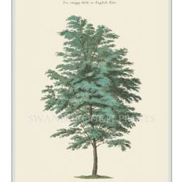 The English Elm Tree Or Twiggy Field Decorative Fine Art Print - thumbnail 2