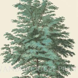 The English Elm Tree Or Twiggy Field Decorative Fine Art Print - thumbnail 3