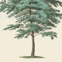 The English Elm Tree Or Twiggy Field Decorative Fine Art Print - thumbnail 4