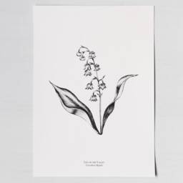 Lily Of The Valley, Black & White Illustration, Botanical Art Print - thumbnail 2