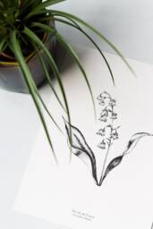 Lily Of The Valley, Black & White Illustration, Botanical Art Print - thumbnail 1