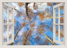 Trees Wall Decal Mural, Sticker, Nature 3D Window View Bedroom Living Room Home Decor