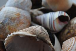 Sea Shells, Fine Art Photography Print, Beach Photography, Shells Home Decor Photo, Natural Pastel Decor, Wall - thumbnail 1