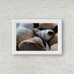 Sea Shells, Fine Art Photography Print, Beach Photography, Shells Home Decor Photo, Natural Pastel Decor, Wall - thumbnail 3