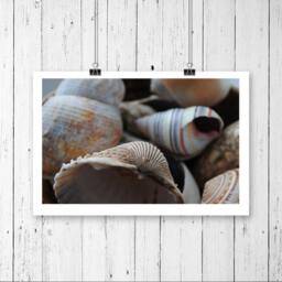 Sea Shells, Fine Art Photography Print, Beach Photography, Shells Home Decor Photo, Natural Pastel Decor, Wall - thumbnail 2
