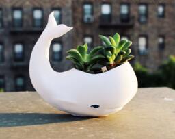 Whale Planter, Whale Decor, Planter Pot, Air Plant Holder, Dad, Whale, Birthday Gift, Animal - thumbnail 1
