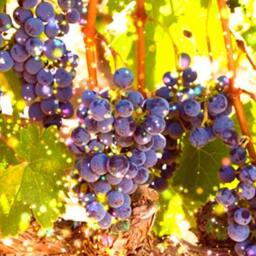 Lampshade For Wine Glass Sparkling Grapes - thumbnail 2