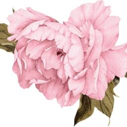 Light Pink Peony #22 Removable Wall Decal Individual Blooming Peonies Baby Girl Room Nursery Decor - Customize Your Own Sticker Set - thumbnail 4