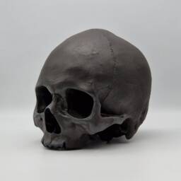 Black Toothless Human Skull Replica . Realistic Plaster Of Paris Life Size Human Replica - thumbnail 3