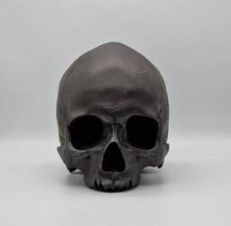 Black Toothless Human Skull Replica . Realistic Plaster Of Paris Life Size Human Replica - thumbnail 1