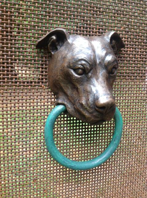 Pit Bull - image 1