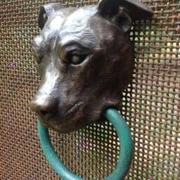 Pit Bull - thumbnail 3