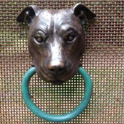 Pit Bull - thumbnail 2