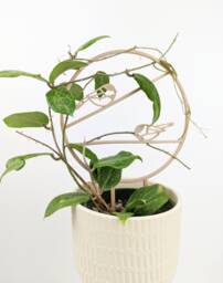 Chickadee Trellis - Wood Plant Houseplant Stake Hoya Support - thumbnail 1