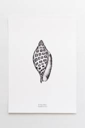 Coastal Wall Art, Junonia Shell , Black & White, Botanical Illustration - thumbnail 1
