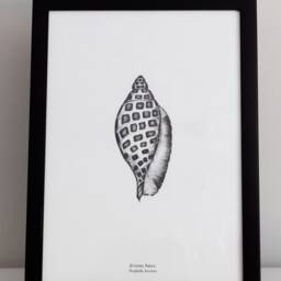 Coastal Wall Art, Junonia Shell , Black & White, Botanical Illustration - thumbnail 2