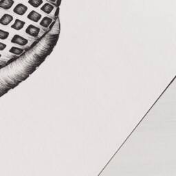 Coastal Wall Art, Junonia Shell , Black & White, Botanical Illustration - thumbnail 3