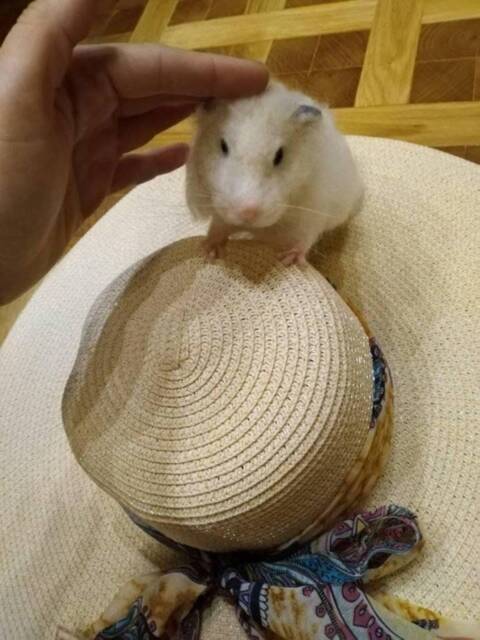Needle Felted Hamster Sculpture Custom Pet Memorial, Wool Animal Figure - image 1