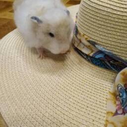 Needle Felted Hamster Sculpture Custom Pet Memorial, Wool Animal Figure - thumbnail 2